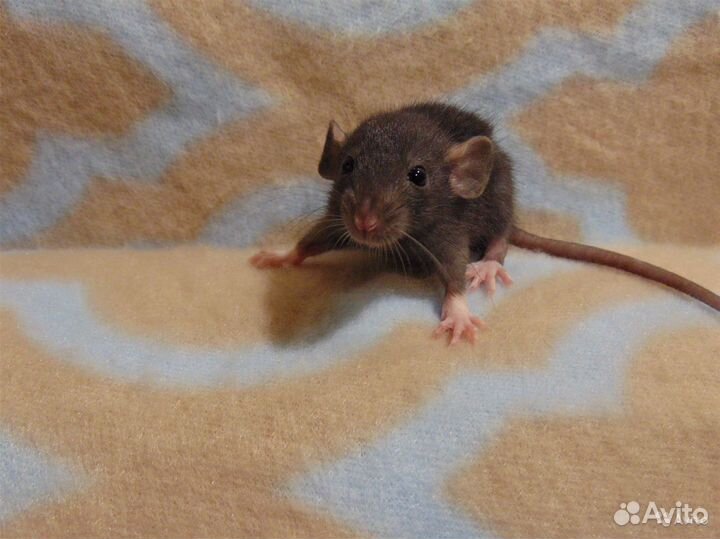 Крысята, Крыски - дамбоушки, микки - маусы, клетки