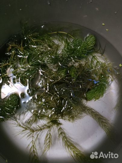 Растение в аквариум