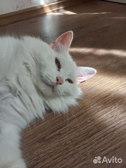Кошка турецкая ангора отдам в добрые руки