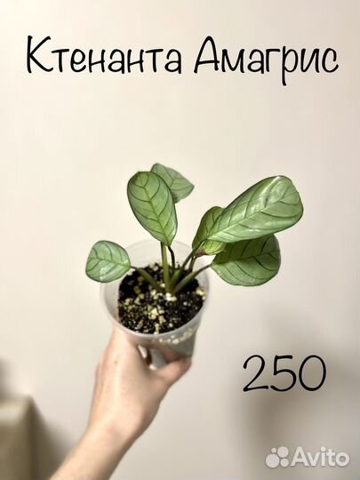 Калатея разные виды