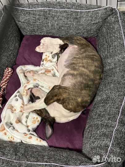 Миниатюрный бультерьер девочка