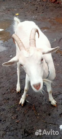 Коза дойная