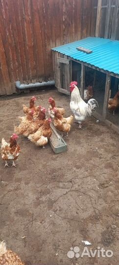 Куры несушки