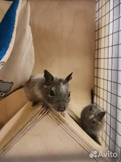 Белка дегу малыши