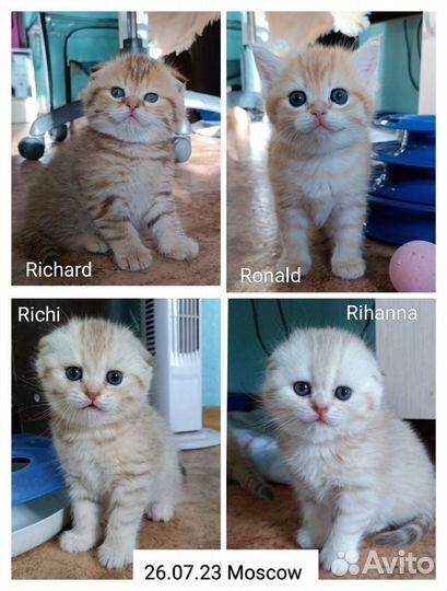 Шотландский кот страйт на вязку