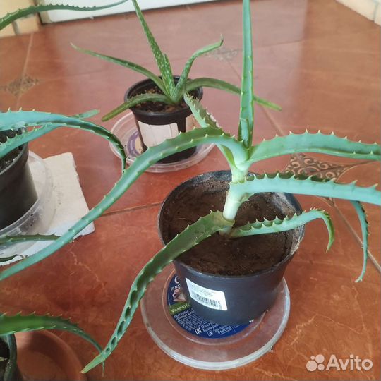 Алоэ столетник