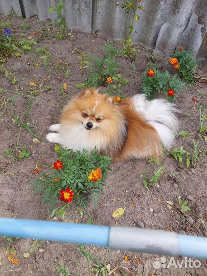 Померанский шпиц