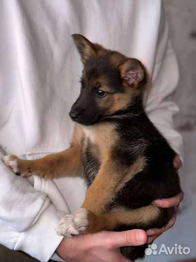 Щенок мальчик и девочка не крупные 2 мес