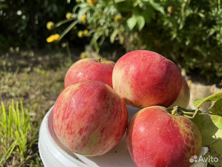 Яблоко полосатик