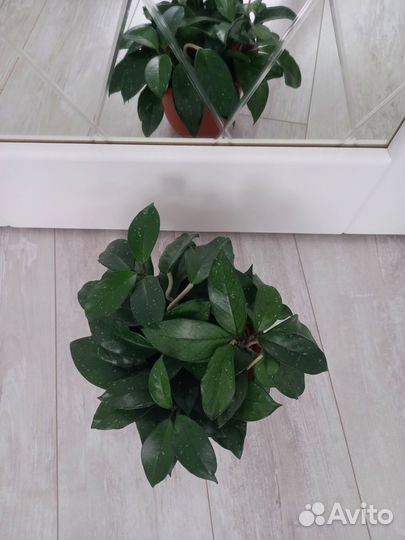 Хойя карноза