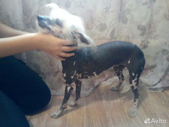 Китайская хохлатая