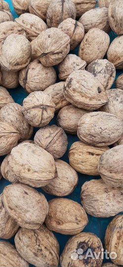 Грецкий орех