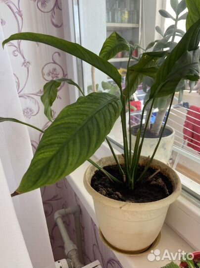 Спатифиллум