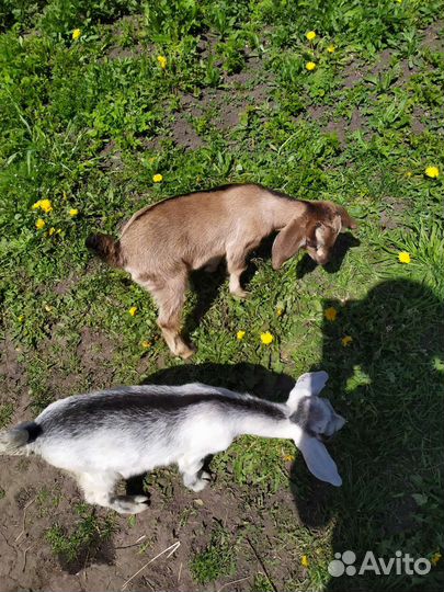 Полунубийские вислоухие козлята