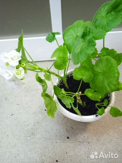 Герань (пеларгония) белая