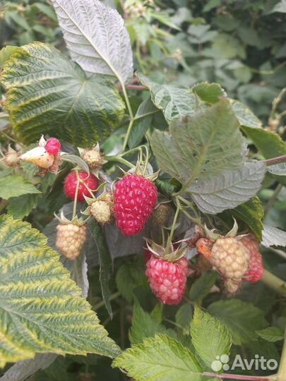 Саженцы малины, ежевики,смородины