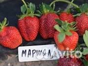 Рассада клубники