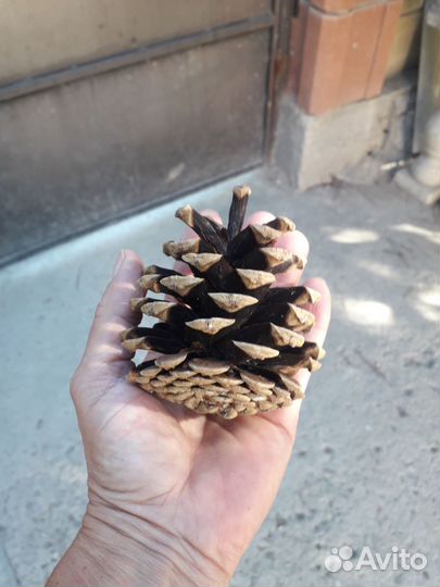 Набор шишек
