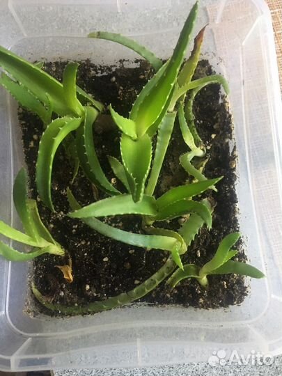 Ванька мокрый