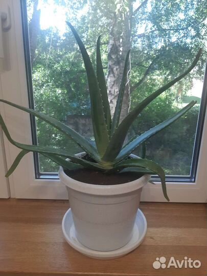 Алоэ лечебный