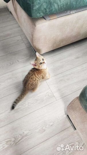 Котята шиншилята