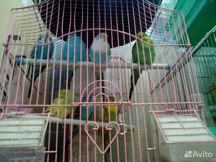 Попугаи волнистые и клетки