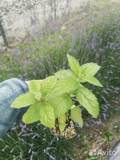 Рассада мяты