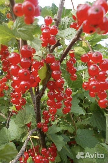 Красная,розовая,чёрная смородина