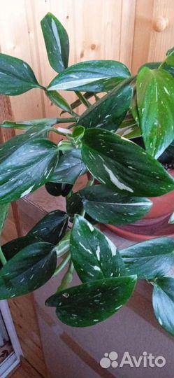Филодендроны сортовые