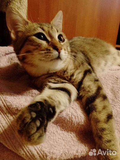 Молодая кошечка, метиска