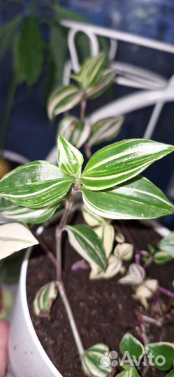 Традесканция