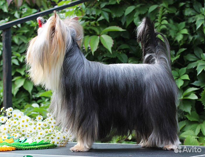 Йоркширский терьер вязка