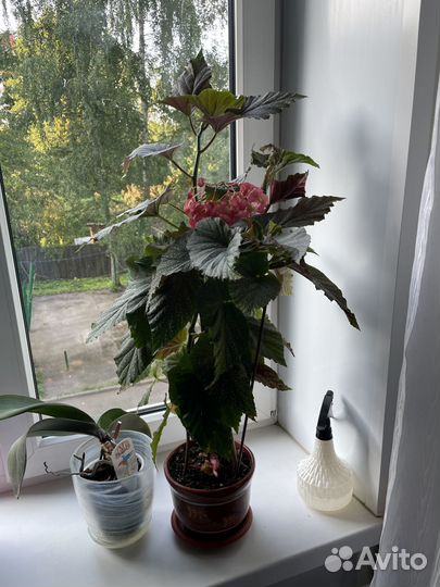 Бегония хойя