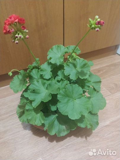 Пеларгония герань