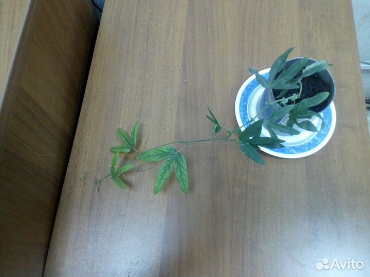Комнатный цветок