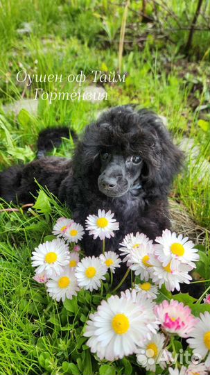 Той-пудель щенок девочка