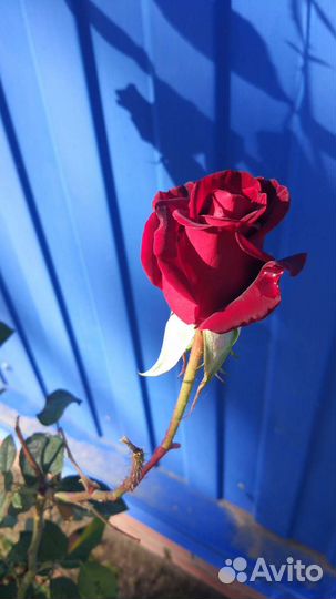 Розы(кусты)