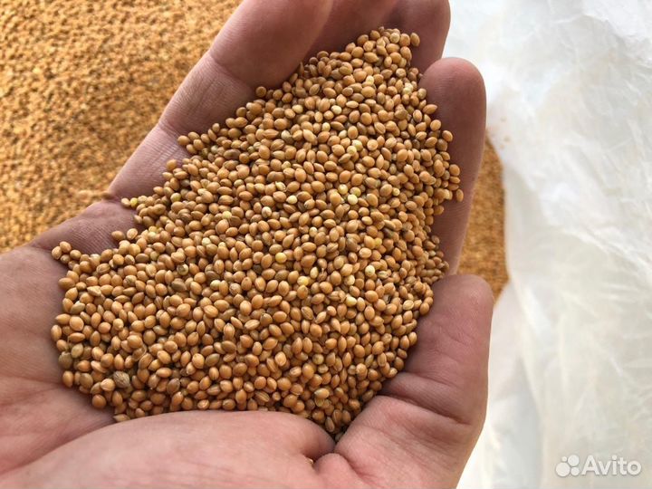 Просо желтое