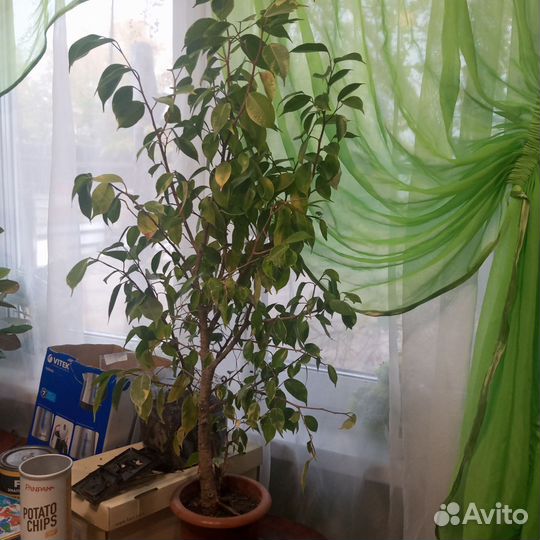 Комнатные цветы