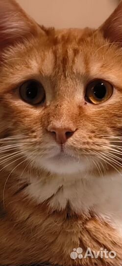 Шикарный Лева в поисках дома. 1 год. Кастрирован