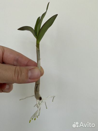 Орхидея Берри Ода ароматная