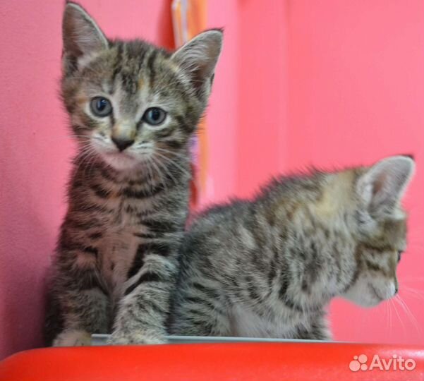 Котята девочки