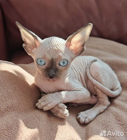 Канадский сфинкс