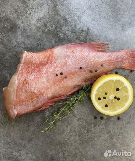 Окунь морской с/м