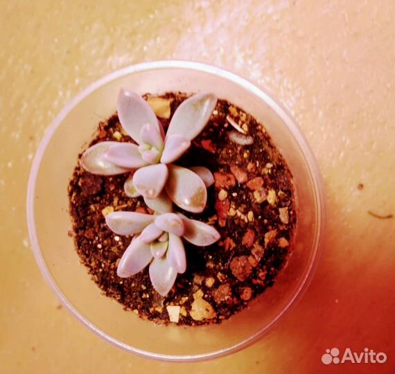 Graptosedum Francesco Baldi