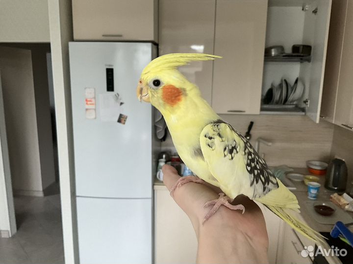 Попугай корелла ручной