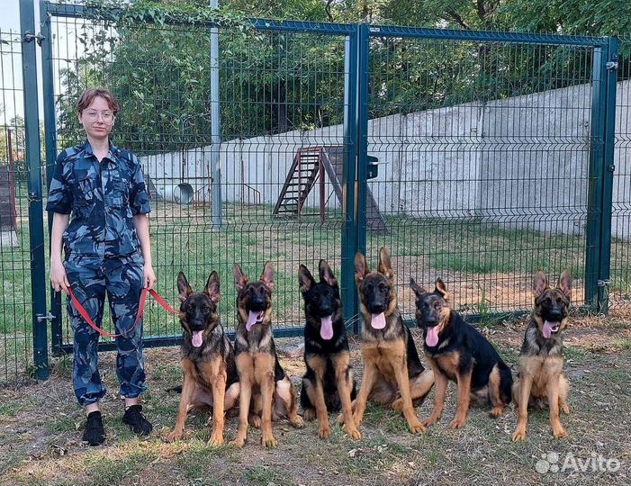 Кинолог. Дрессировка собак