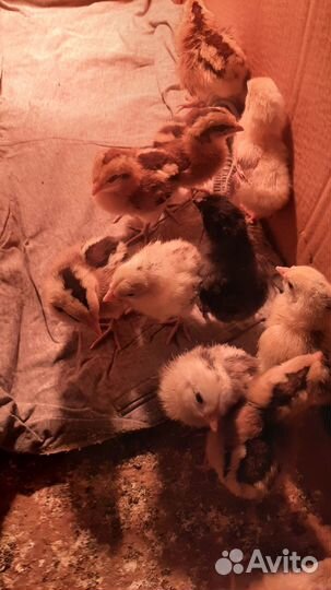 Цыплята Араукана