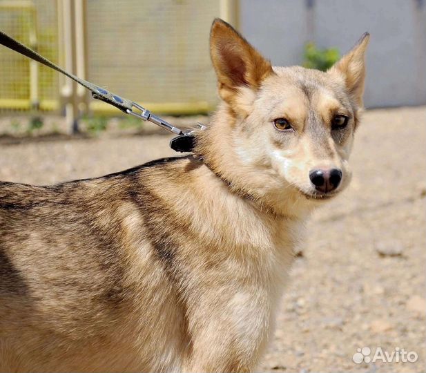 Леда - янтарный нос