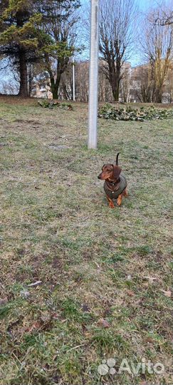 Кроличья такса вязка